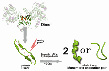 二硫键异构酶DsbC异常生物活性的物理解析