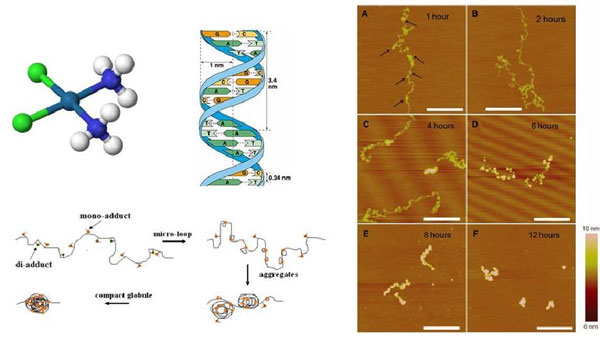 单分子方法研究抗癌药物顺铂与DNA的作用取得新进展